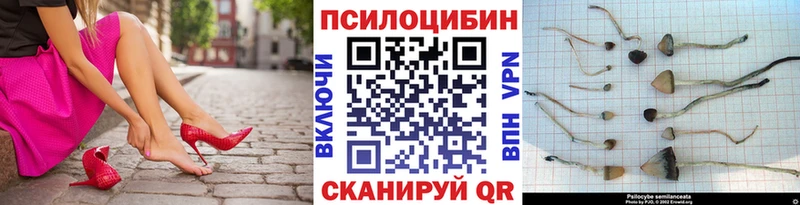 Галлюциногенные грибы Cubensis  где купить наркоту  Тулун 